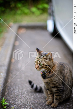 駐車場のキジトラ猫 駐車場のキジトラ猫 54315317