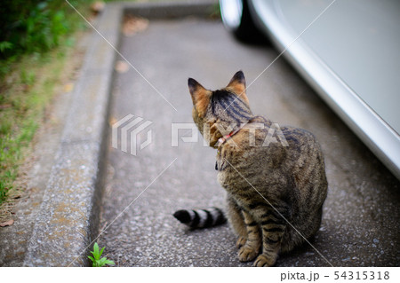 駐車場のキジトラ猫 駐車場のキジトラ猫 54315318