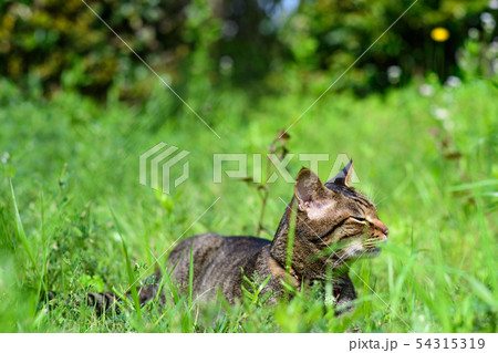 芝生の上のキジトラ猫 芝生の上のキジトラ猫 54315319