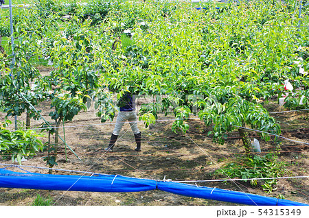 梨畑の袋がけ作業 梨畑の袋がけ作業 54315349