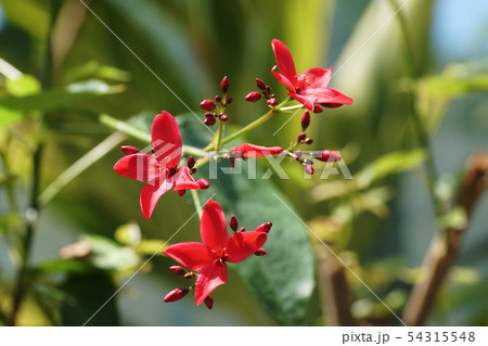 南洋桜(ヤトロファ)Japtropha hostata 南洋桜(ヤトロファ)Japtropha hostata 54315548
