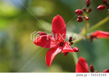 南洋桜（ヤトロファ）Japtropha hostata  54315549