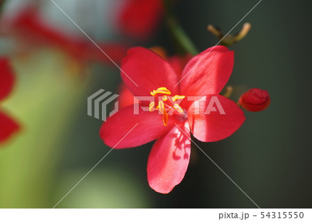 南洋桜（ヤトロファ）Japtropha hostata  54315550
