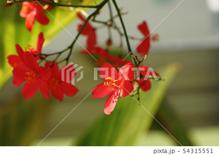 南洋桜(ヤトロファ)Japtropha hostata 南洋桜(ヤトロファ)Japtropha hostata 54315551