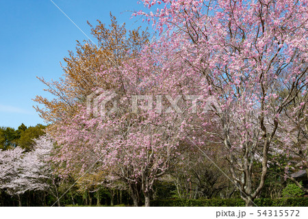 しだれ桜28 しだれ桜28 54315572