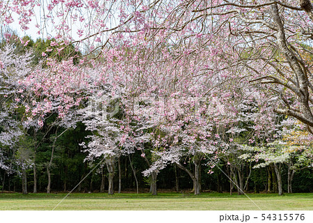 しだれ桜32 しだれ桜32 54315576