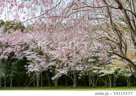 しだれ桜33 しだれ桜33 54315577