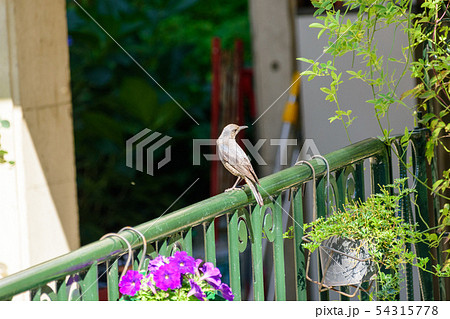 イソヒヨドリ 54315778