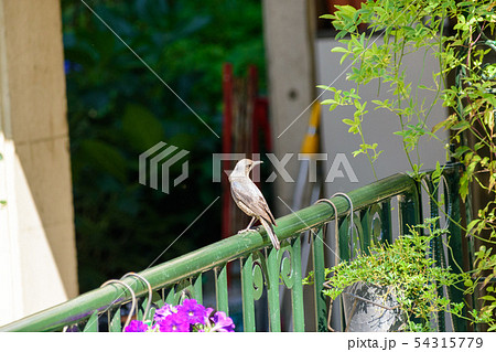 イソヒヨドリ 54315779