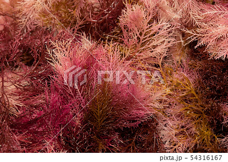 テングサ 54316167