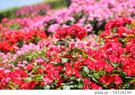 赤色バラの花 赤色バラの花 54316194