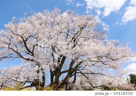 安富桜(長姫のエドヒガン) 安富桜(長姫のエドヒガン) 54316559