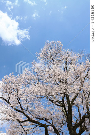 安富桜(長姫のエドヒガン) 安富桜(長姫のエドヒガン) 54316560