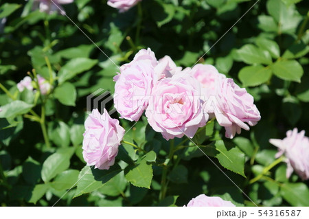 バラの花 しのぶれど バラの花 しのぶれど 54316587