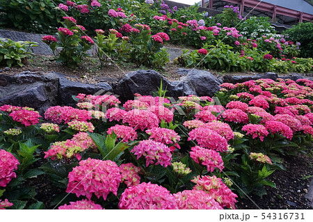 アジサイ あじさい 紫陽花 花 名所 初夏 風景 景色 はな フラワー かわいい 綺麗 鮮やか 夏 の写真素材