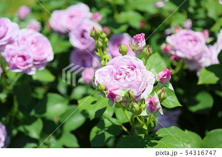 バラの花 しのぶれどの写真素材