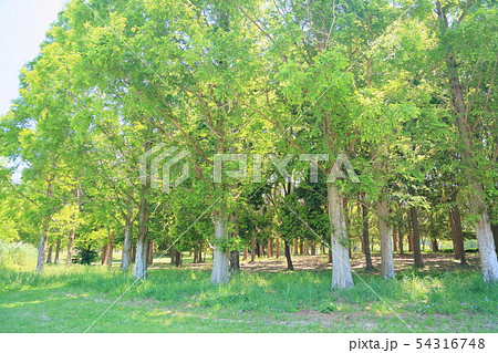初夏の公園 初夏の公園 54316748