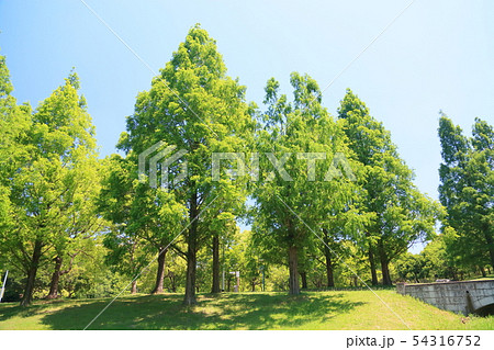 初夏の公園　新緑メタセコイア 54316752