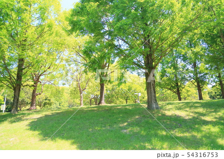 新緑の公園　新緑メタセコイア 54316753