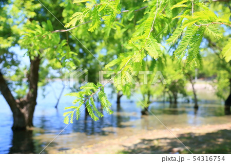 初夏の公園　新緑メタセコイア 54316754
