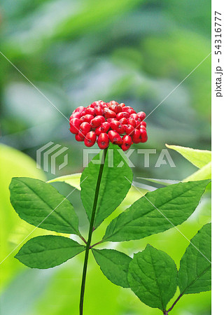 植物 葉 葉っぱ 54316777