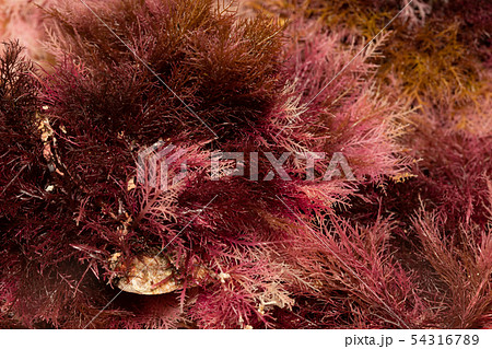 テングサ　根 54316789