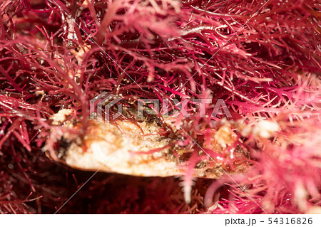 テングサ　根 54316826