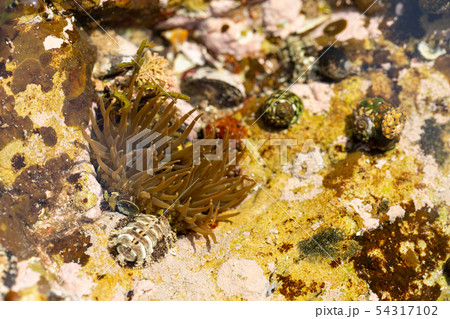 イソギンチャク 54317102