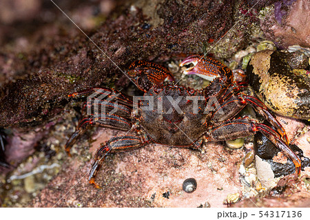 ショウジンガニ ショウジンガニ 54317136
