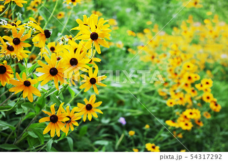 ルドベキアと思われる黄色い花 ルドベキアと思われる黄色い花 54317292