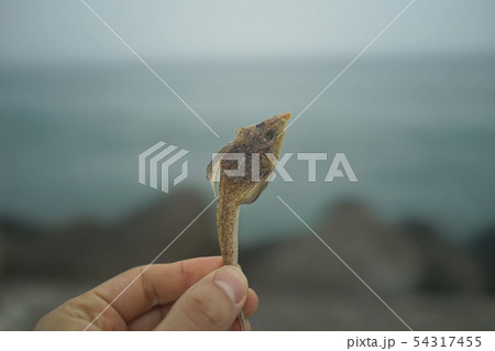 済州島 乾燥 魚 54317455