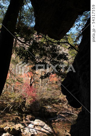 紅葉2 54317559