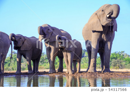 アフリカゾウ アフリカゾウ 54317566