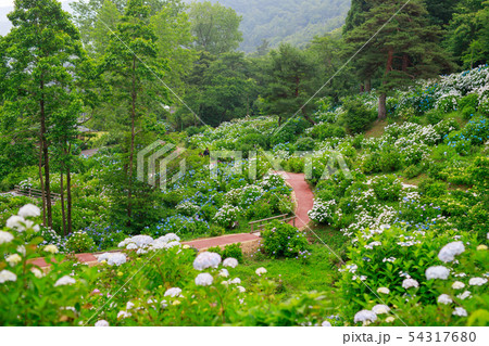 舞鶴自然文化園の紫陽花 54317680