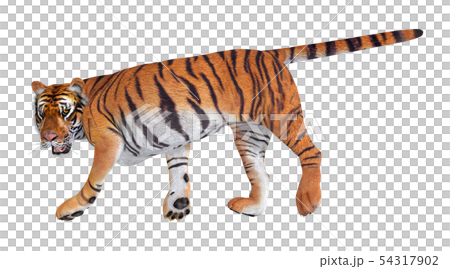 叢林之王☆老虎 54317902