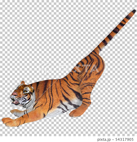 ジャングルの王☆虎 54317905
