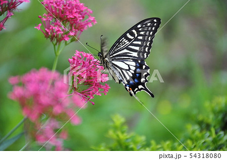 花と蝶 花に止まるアゲハ蝶 休息するアゲハ蝶 吸蜜するアゲハ蝶の写真素材