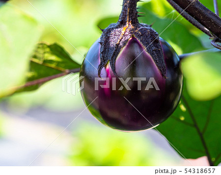 丸茄子 54318657