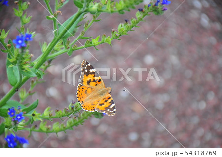 花と蝶 吸蜜する蝶 花の上で一休み 花蜜を吸う蝶 花の香りに誘われて 蜜の誘惑 花と蝶 吸蜜する蝶 花の上で一休み 花蜜を吸う蝶 花の香りに誘われて 蜜の誘惑 54318769