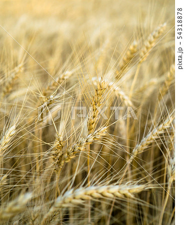 Ripe wheat field, yellow wheat ears close up 54318878