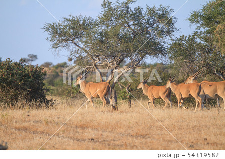 アフリカの草食動物 アフリカの草食動物 54319582