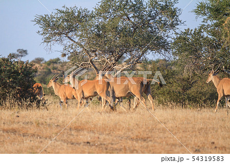 アフリカの草食動物 アフリカの草食動物 54319583
