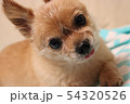 癒しの愛犬 54320526