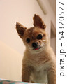 癒しの愛犬 54320527