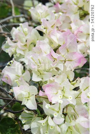 ブーゲンビリア ブーゲンビリア 54320762