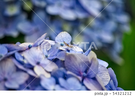 アジサイとカマキリ アジサイとカマキリ 54321212