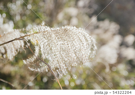 ススキ 54322204