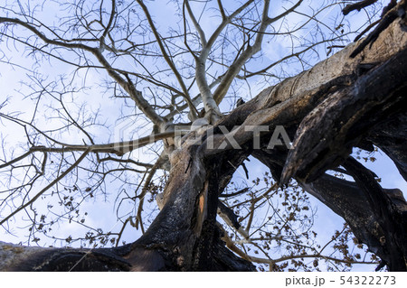 Close up branch of death tree with blue sky Close up branch of death tree with blue sky 54322273
