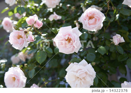 Roses in the garden on a sunny day Roses in the garden on a sunny day 54322376
