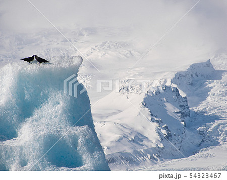 Two black ravens on an ice floe in Iceland Two black ravens on an ice floe in Iceland 54323467